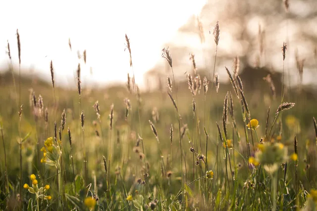 Pentwyn Farm - Gwent Wildlife Trust