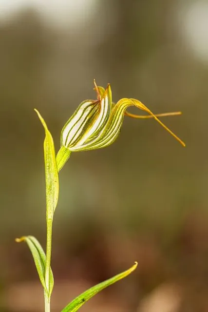 Wandoo National Park