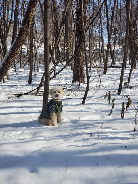 Bryant Lake Dog Park