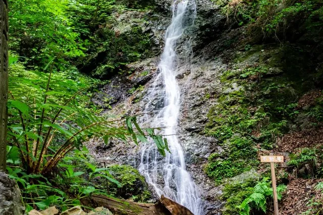 Perkebunan Teh Sirah Kencong