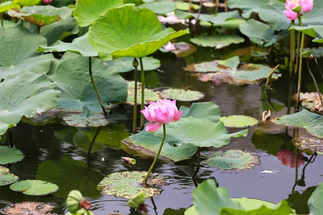 Sala Klang Subdistrict Municipality