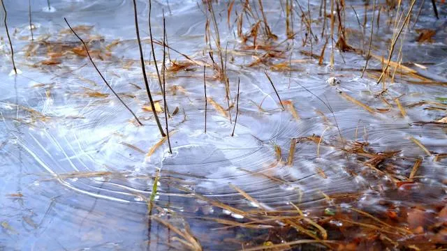 Rose Lake State Wildlife Research Area