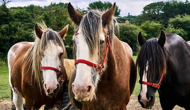 Hillside Shire Horse Sanctuary