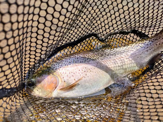 フィッシングパークひらの（管理釣り場）