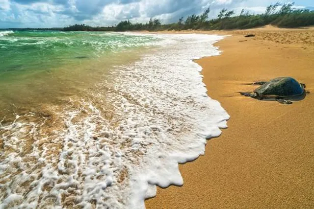 Baby Beach, Sprecklesville Area