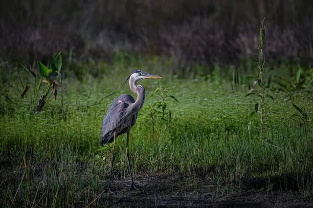 Powell Creek Preserve