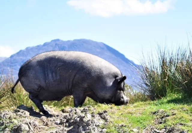 Letterfrack Farm Experience