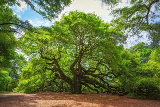 Angel Oak Tree
