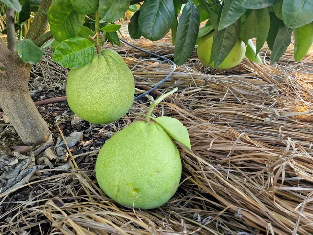 photo-2