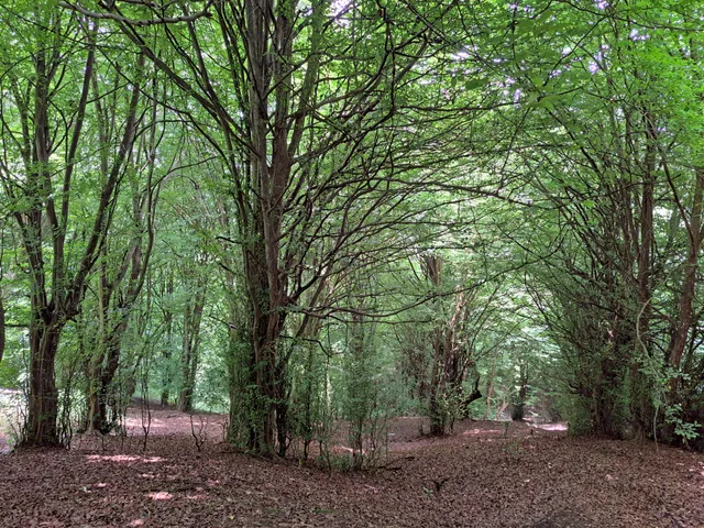 Bezchaft Jungle Park