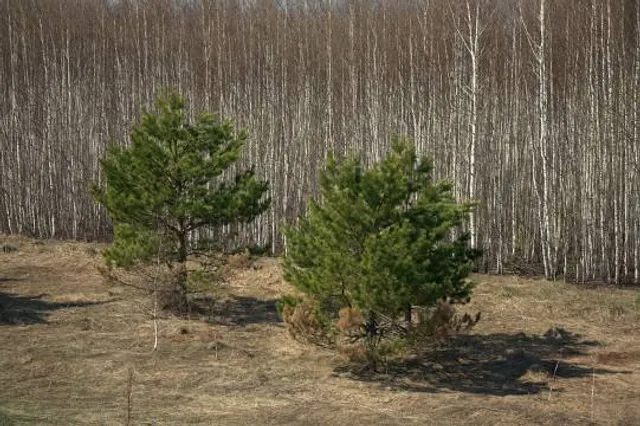 Salish Ponds Wetland Park