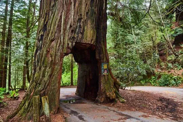 Klamath Tour Thru Tree