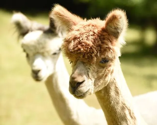 Green Gable Alpacas