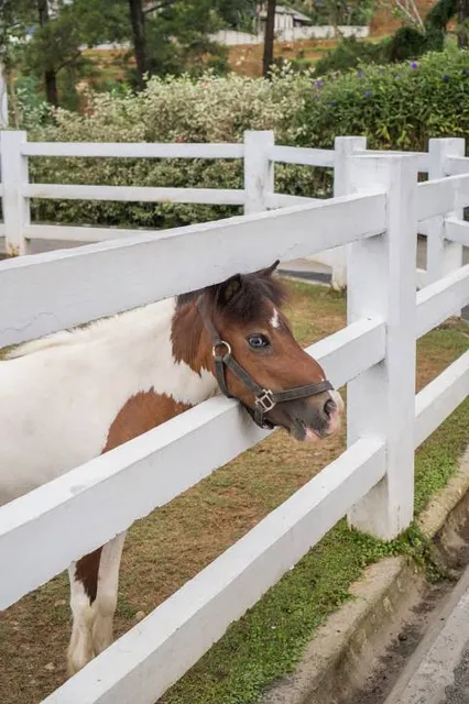 Chan Chau Ku Happy Moo Ranch
