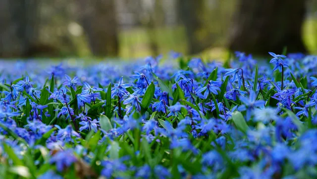 Botanicheskiy Sad Baltiyskogo Federal'nogo Universiteta Imeni Immanuila Kanta