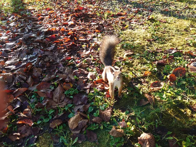 Nakashibetsucho Midorigaoka Forest Park