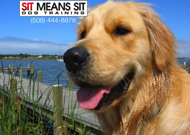 Sit Means Sit - Massachusetts