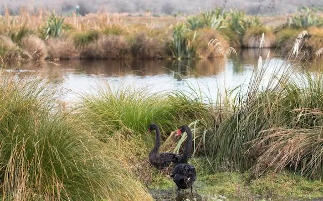 Travis Wetland Nature Heritage Park