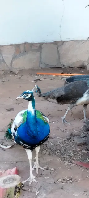 Granja Francisca, San Gervacio Cerro Cora San Pablo Akati Ybytyruzu