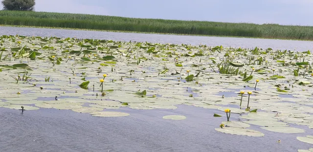 Excursii in Delta Dunari Plimbari cu barca