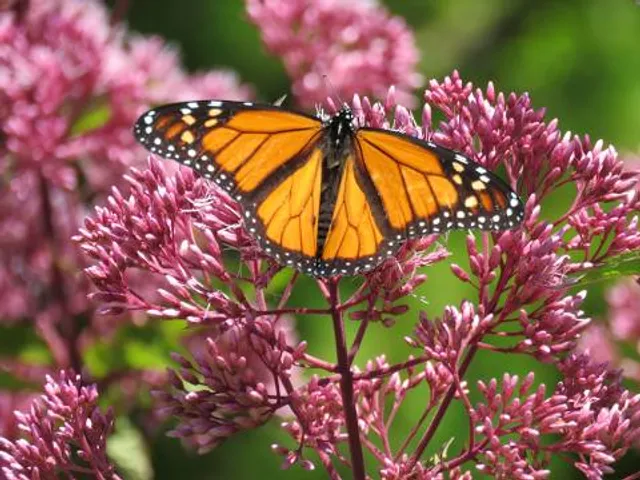 Gardens of the World