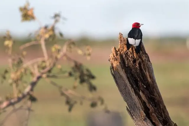 Quivira National Wildlife Refuge