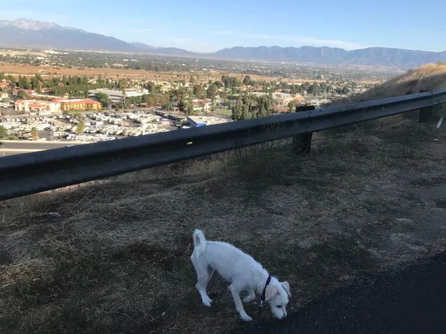 Grand Terrace Dog Park