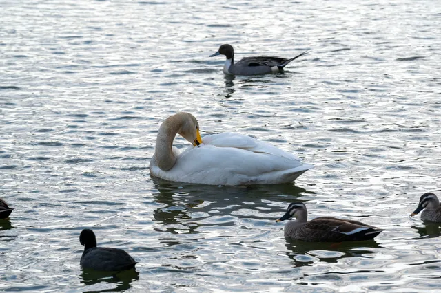 Ichinosekitameike Water Park