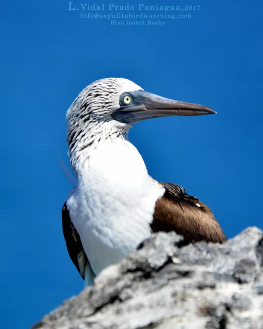 Sayulita Bird Watching