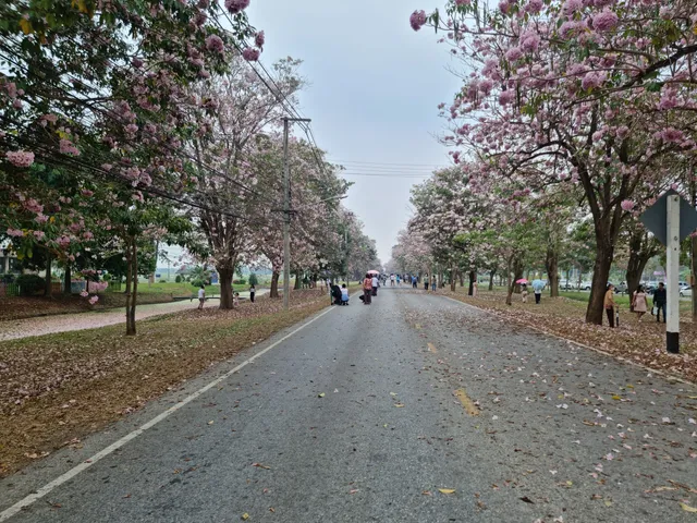 Beautiful Chomphu Phanthip Trees
