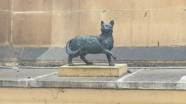 Flinders Cat