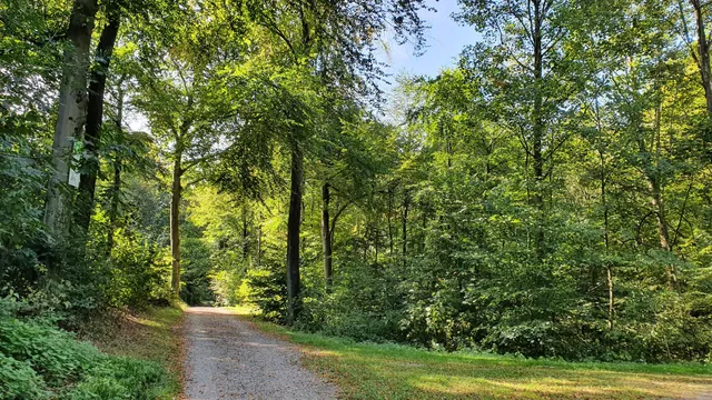 Hülsenhaine im Schellenberger Wald
