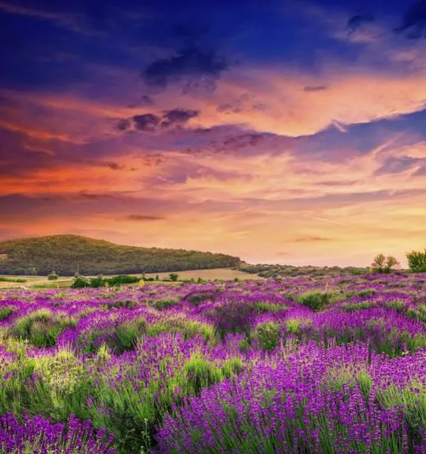 Lavender Field
