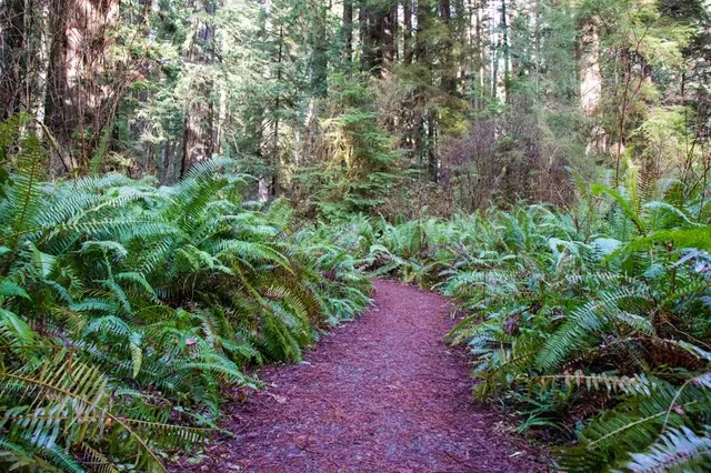Fern Canyon Loop Trailhead