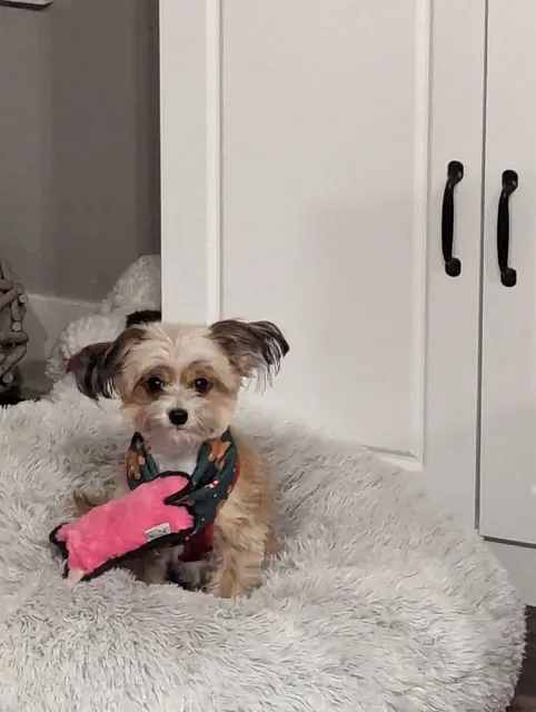 Shaggy to Chic Boutique Grimes