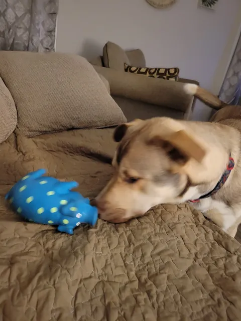 Meriwether County Animal Shelter