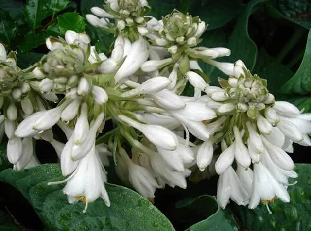 The Talbot Botanic Gardens