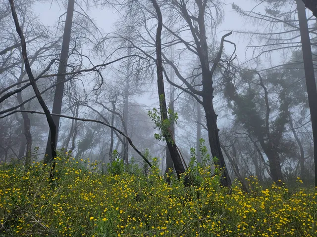 San Vicente Redwoods Trailhead