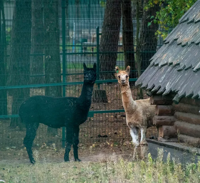 Ракаўскі сельскі Савет