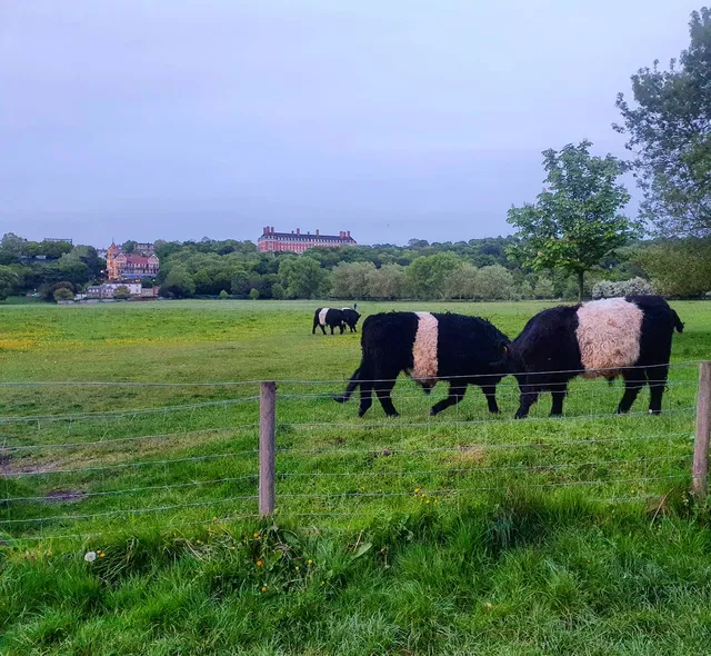 Petersham Meadows