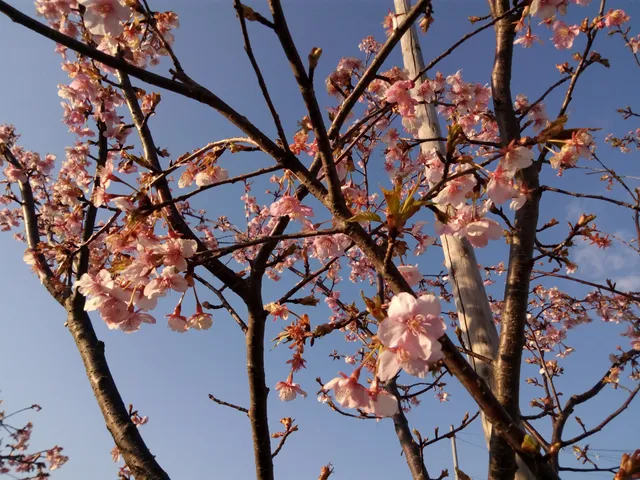 Kamimizo Sakura Park