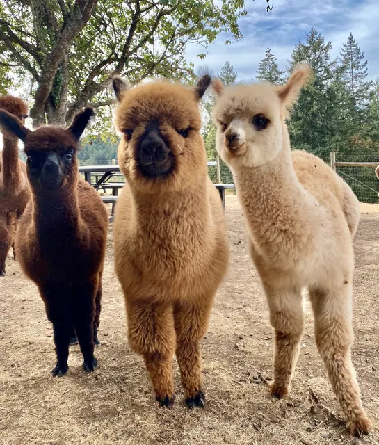 Alpacas of Oregon