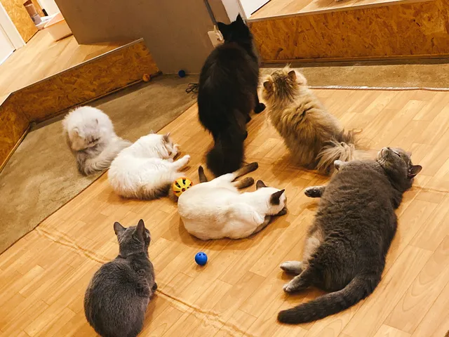 猫カフェ Cat's Whisker CAFE＆SALON