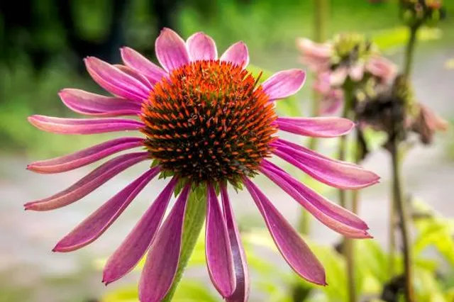 Churchville Nature Center