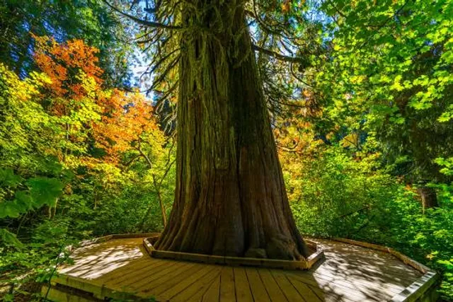 Grove of the Patriarchs