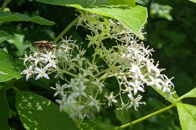 Mentor Marsh Nature Center