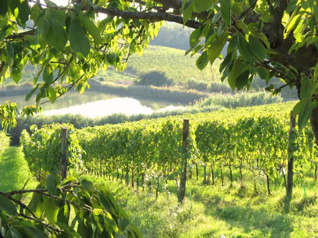 FALZARI - vini e arte in natura. Vini biodinamici, wine tasting, degustazioni.