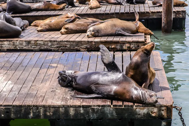 Sea Lions