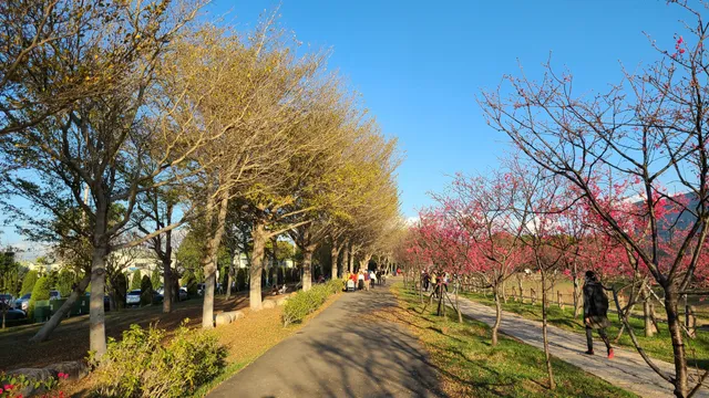 WELE Cherry Blossom Park