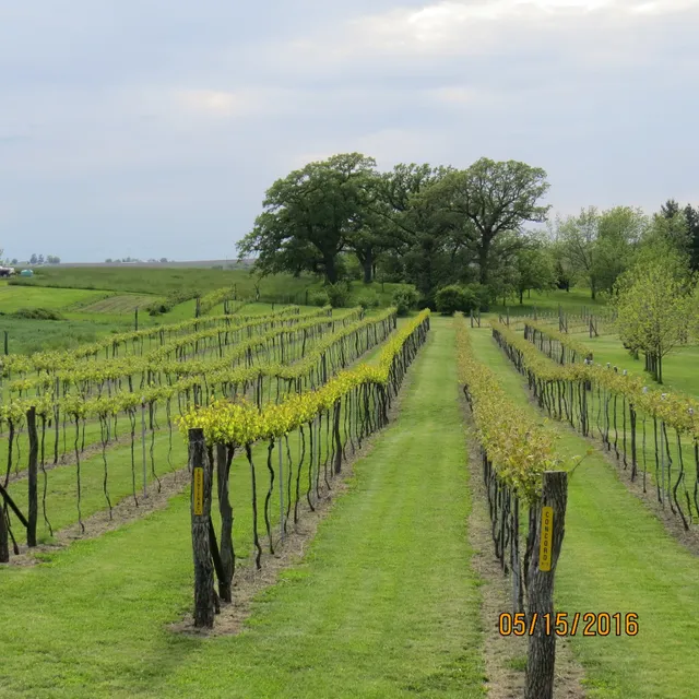 Backyard Vine & Wine, LLC.